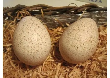 Incubacão de ovos de Galinha-da-Angola: Dicas para melhor aproveitamento